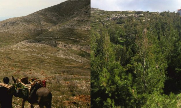 REFORESTATION IN ATTICA