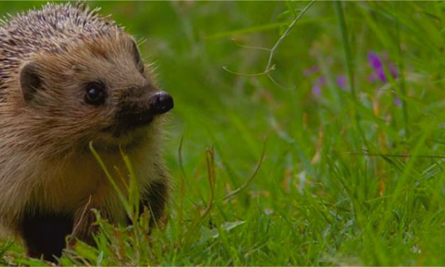 Paratiro.gr – AN OBSERVATORY FOR THE PROTECTION OF WILD LIFE