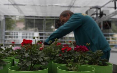 TWO NEW SUSTAINABLE SOCIAL ENTERPRISES IN THE FRAMEWORK OF THE SoSEDEE PROJECT