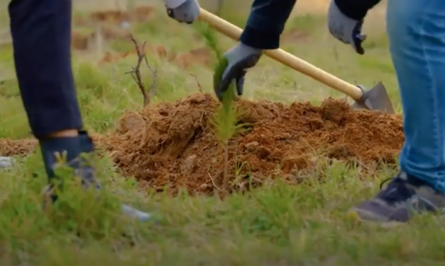 Papastratos Reforestation 2024