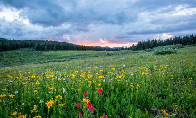 The impact of early winters on ecosystems and wildfire risk