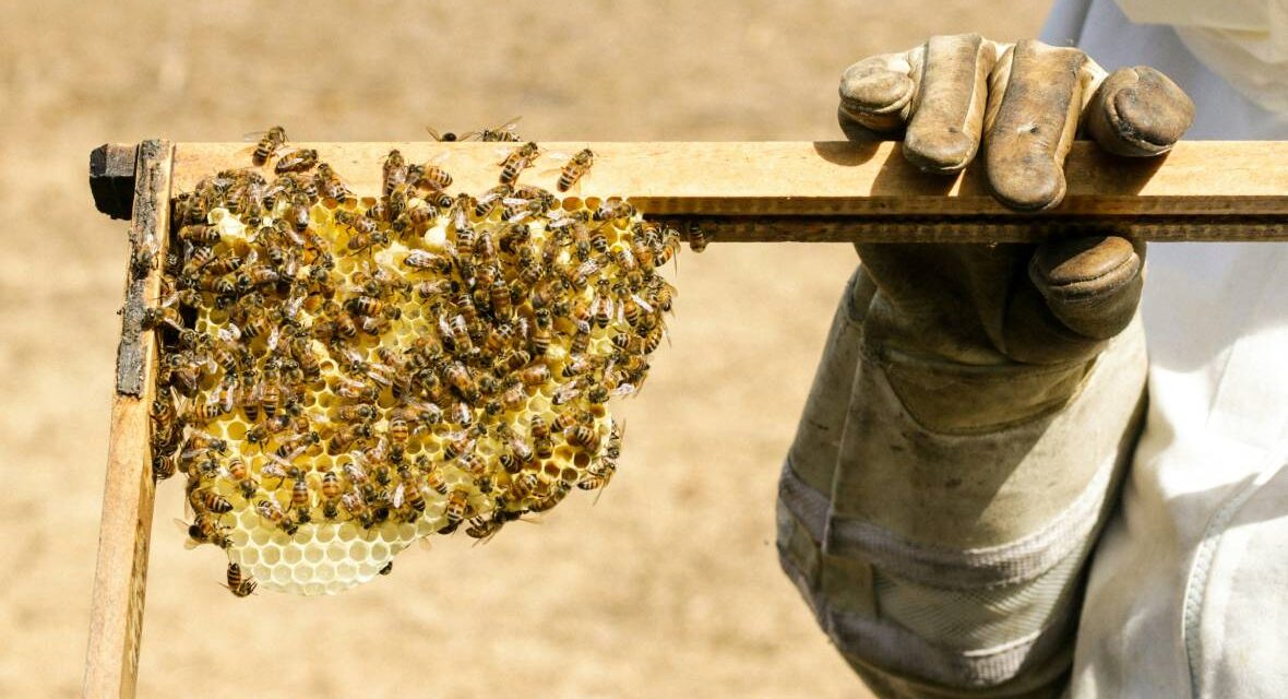 Η κρίση στην ελληνική μελισσοκομία