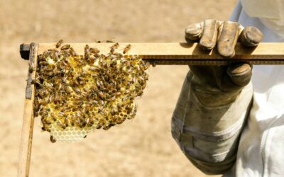Η κρίση στην ελληνική μελισσοκομία