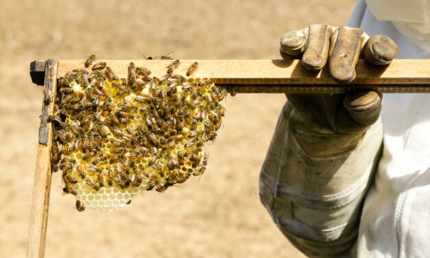 Η κρίση στην ελληνική μελισσοκομία