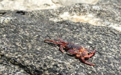 Hermit crabs adopting plastic waste as makeshift shells