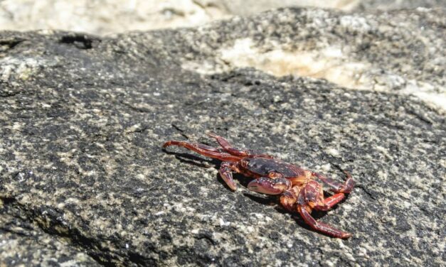 Hermit crabs adopting plastic waste as makeshift shells