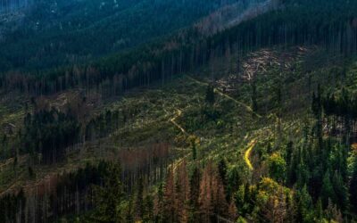Rapid forest loss continues despite climate initiatives