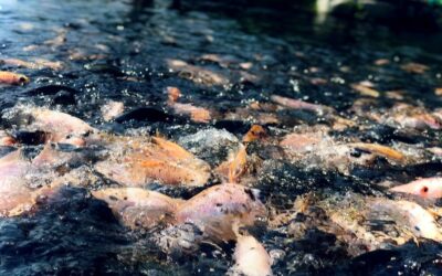 Europe’s Climate Risks Demand Immediate Attention