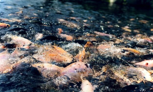 Europe’s Climate Risks Demand Immediate Attention