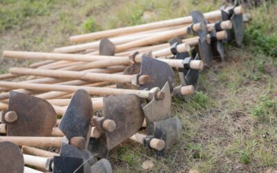 Study reveals reforestation’s Role in cooling Eastern US, counteracting global heating