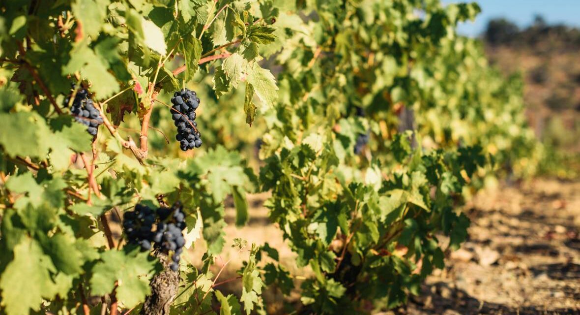 Οι αμπελώνες ως φυσικά φράγματα πυροπροστασίας