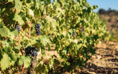 Οι αμπελώνες ως φυσικά φράγματα πυροπροστασίας