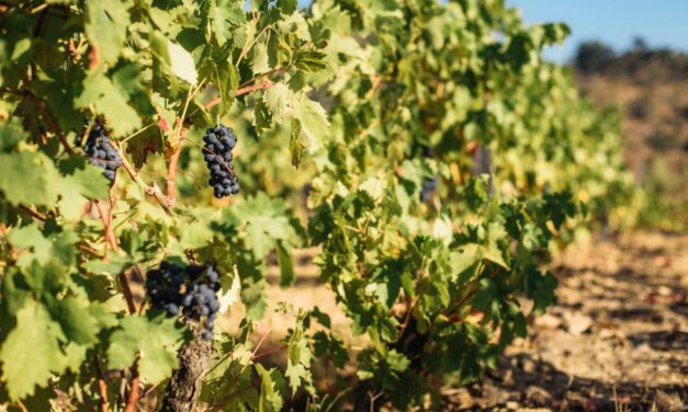 Οι αμπελώνες ως φυσικά φράγματα πυροπροστασίας