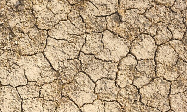 Το δάσος του Αμαζονίου σε κρίση