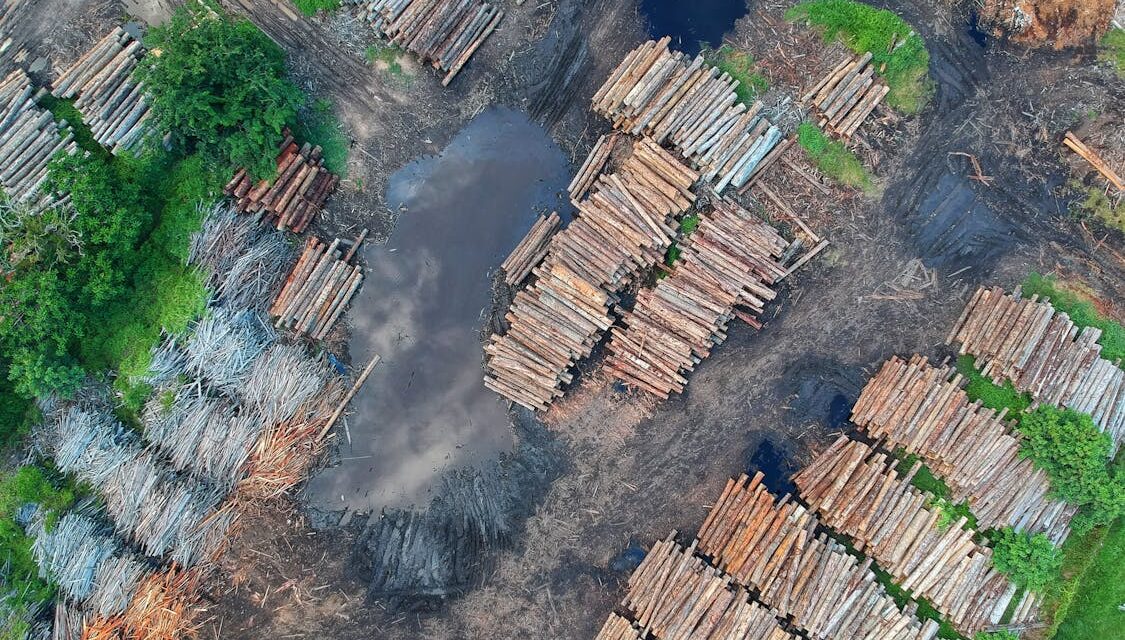 Deforestation surges in 2023, threatening global climate and biodiversity goals