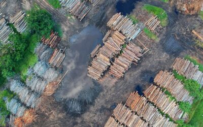Deforestation surges in 2023, threatening global climate and biodiversity goals