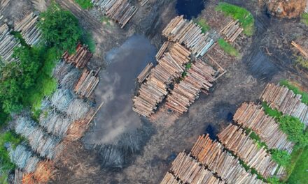 Deforestation surges in 2023, threatening global climate and biodiversity goals