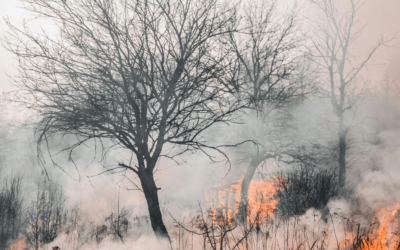 Wildfires threaten climate stability as forests shift from sinks to sources