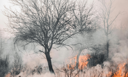 Wildfires threaten climate stability as forests shift from sinks to sources