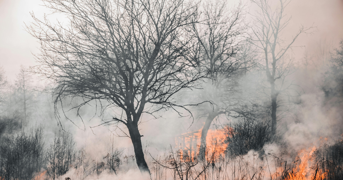 Wildfires threaten climate stability as forests shift from sinks to sources