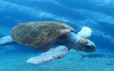 Οι Θαλάσσιες Χελώνες Καρέτα-Καρέτα αποκαλύπτουν τις διαδρομές τους μέσω GPS