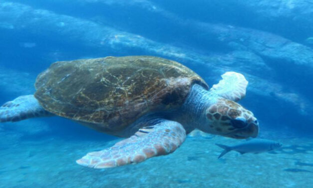 Οι Θαλάσσιες Χελώνες Καρέτα-Καρέτα αποκαλύπτουν τις διαδρομές τους μέσω GPS