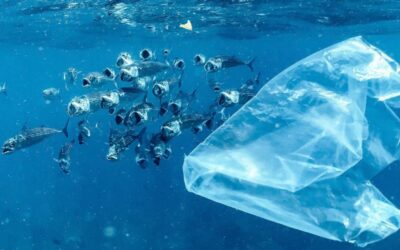 Περιορισμοί στις πλαστικές σακούλες φέρνουν αισθητή μείωση της πλαστικής ρύπανσης