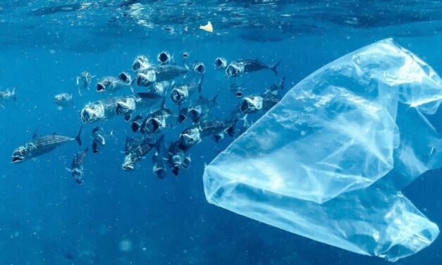 Περιορισμοί στις πλαστικές σακούλες φέρνουν αισθητή μείωση της πλαστικής ρύπανσης