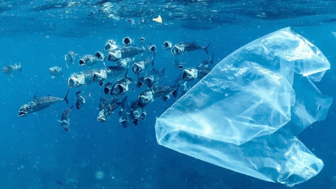 Περιορισμοί στις πλαστικές σακούλες φέρνουν αισθητή μείωση της πλαστικής ρύπανσης