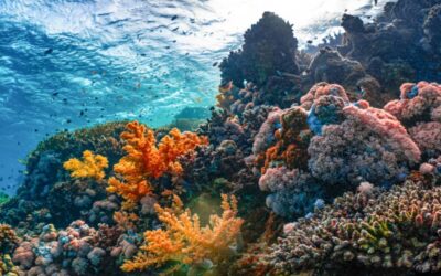 Βήμα για τη θαλάσσια προστασία στο Αιγαίο με ζώνη απαγόρευσης αλιείας στους Φούρνους