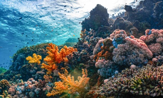 Βήμα για τη θαλάσσια προστασία στο Αιγαίο με ζώνη απαγόρευσης αλιείας στους Φούρνους