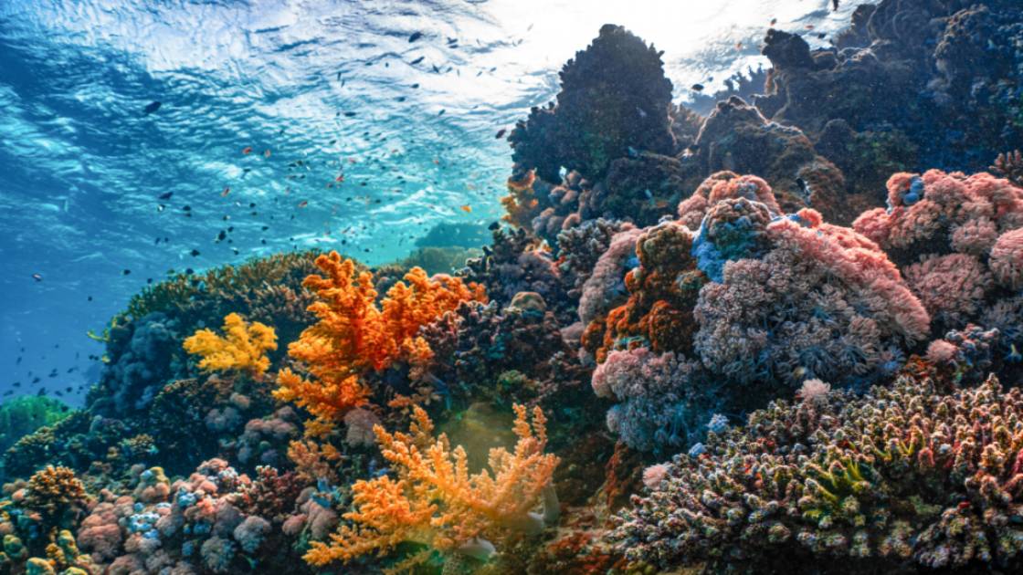 Βήμα για τη θαλάσσια προστασία στο Αιγαίο με ζώνη απαγόρευσης αλιείας στους Φούρνους