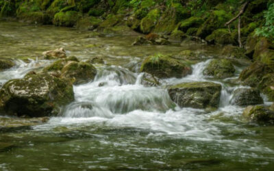 Panama’s Darién Gap sees forest loss drop 90% through smart conservation