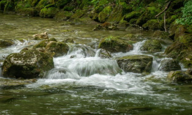 Panama’s Darién Gap sees forest loss drop 90% through smart conservation