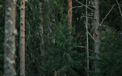 Τα ελληνικά δάση σε κρίσιμη καμπή