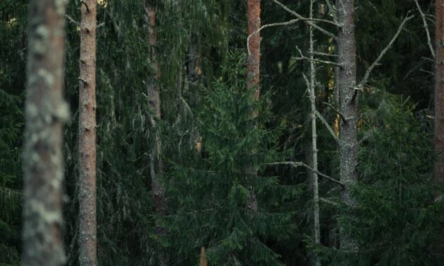 Τα ελληνικά δάση σε κρίσιμη καμπή