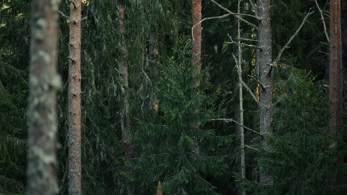 Τα ελληνικά δάση σε κρίσιμη καμπή