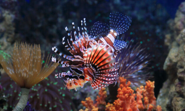 Cyprus turns invasive lionfish into a culinary opportunity