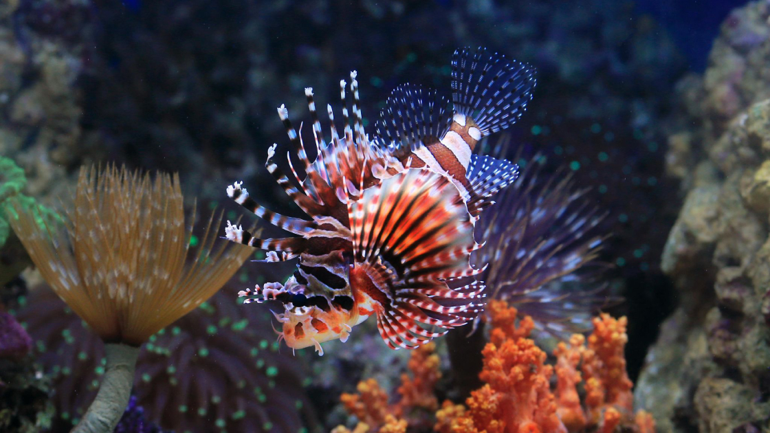 Cyprus turns invasive lionfish into a culinary opportunity