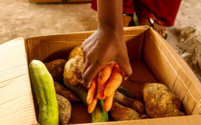 Climate chaos threatens global food security as extreme weather disrupts harvests and raises hunger risks